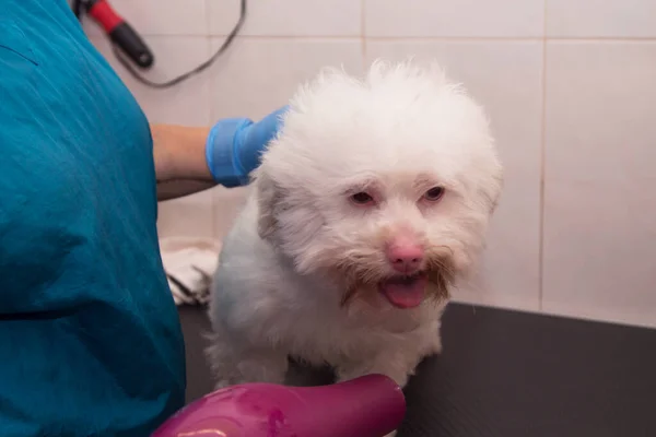 dog at the hairdresser drying and grooming hair