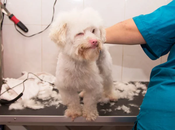 Собака Перукарні Сушка Догляд Волоссям — стокове фото