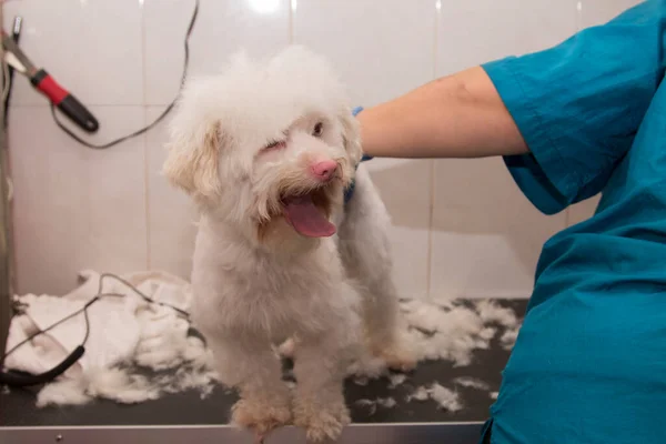 Собака Перукарні Сушка Догляд Волоссям — стокове фото