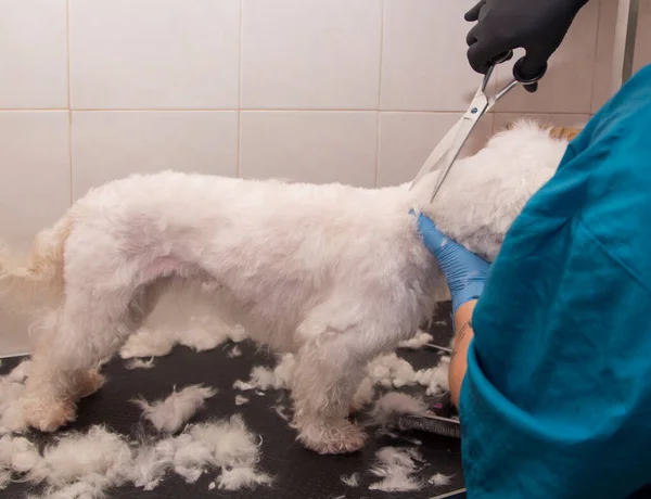 Σκύλος Στο Κομμωτήριο Στέγνωμα Και Περιποίηση Μαλλιών — Φωτογραφία Αρχείου
