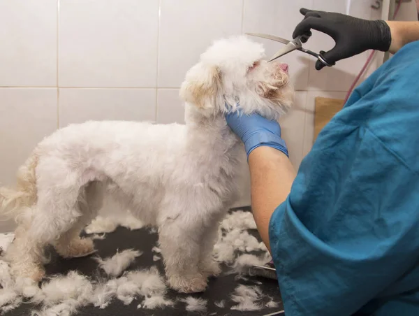 dog at the hairdresser drying and grooming hair