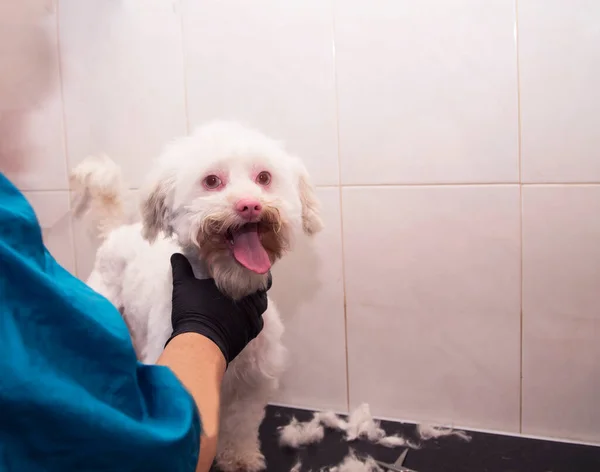 Собака Парикмахерской Сушки Ухода Волосами — стоковое фото