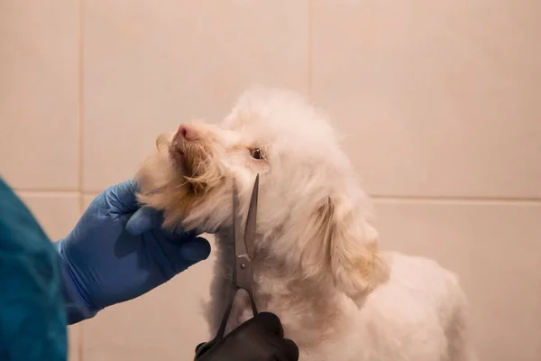 Dog Groomer Grooming a Dog's Hair at the Dog Groomer