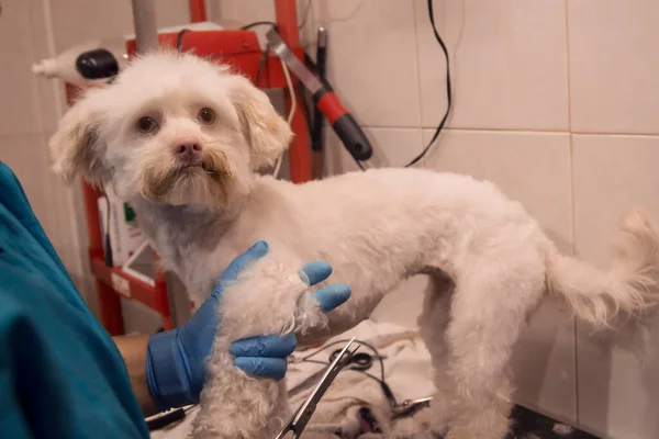 Grooming a dog\'s hair at the canine salon