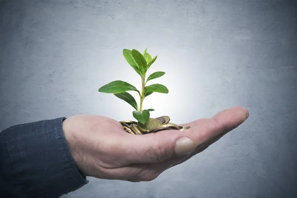 Hand Coins Little Plant Concept Economy Business — Stock fotografie