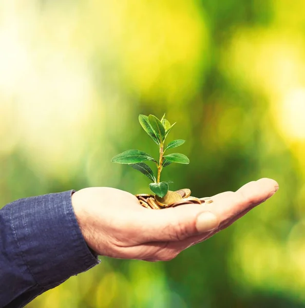 Hand Plant Coins Business Concept — Stock fotografie