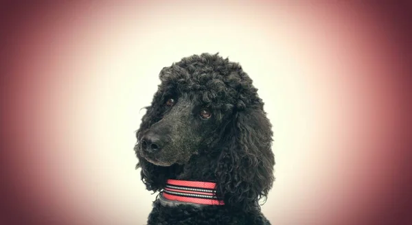 Portret Van Zwarte Poedel Hond Met Rode Achtergrond — Stockfoto