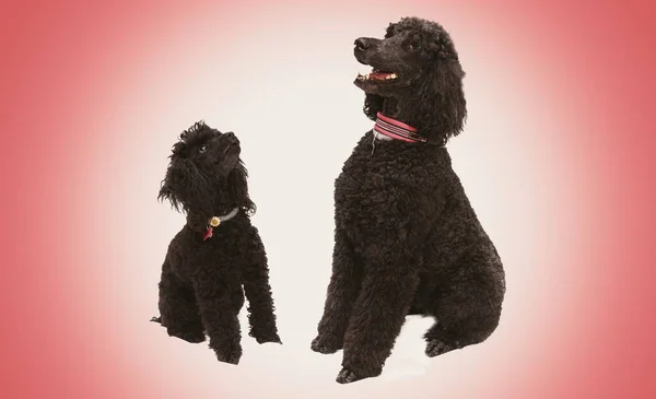 Cães Poodles Preto Com Fundo Vermelho — Fotografia de Stock