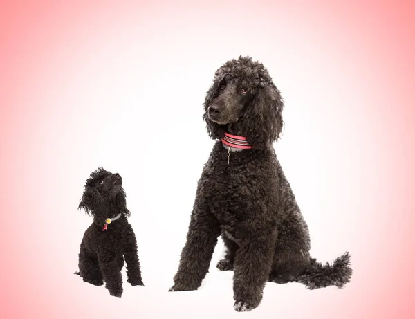 Cães Poodles Preto Com Fundo Vermelho — Fotografia de Stock