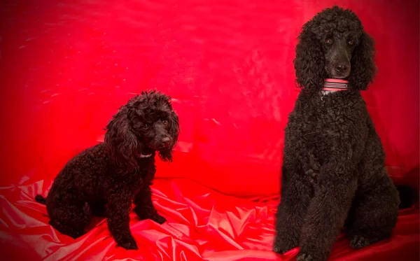 Portret Van Zwarte Poedel Honden Met Kraag — Stockfoto