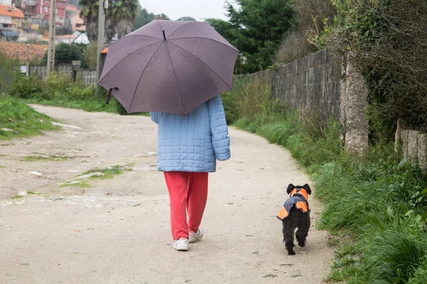 Einsame Seniorin Mit Regenschirm Geht Mit Hund Spazieren — Stockfoto