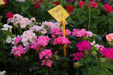 Çiçekçide renkli sardunyalar