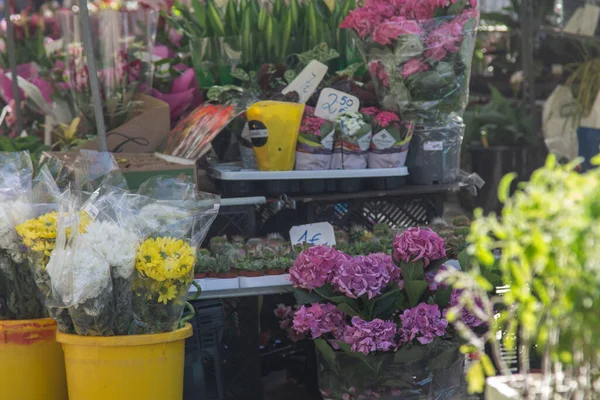 Hydrangeas Market Outdoor Florist — Foto de Stock
