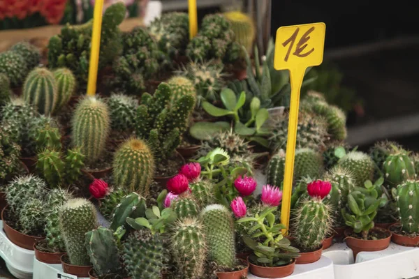 Cactos Em Um Potenciômetro De Flor Planta Da Casa - Cacto Imagem