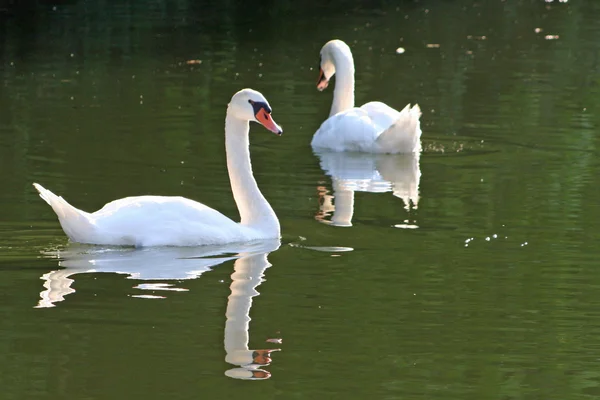 2 Cisnes — Fotografia de Stock