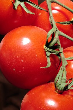 asma olgunlaşma domates