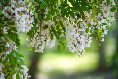 Akasya çiçekleri bir yaz günü rüzgarda gelişir.