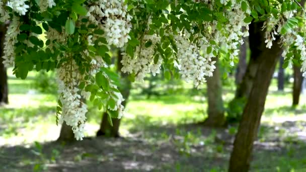 Flores de acacia se desarrollan en el viento en un día de verano — Vídeo de stock