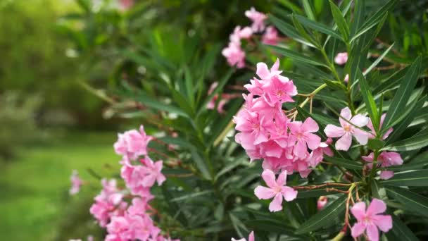 Rosa blommor krokusar på alpängar i Kaukasus bergen i Abchazien. Vackra berg med lila krokus saffran blommor. — Stockvideo