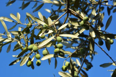 Ekstra İtalyan bakir yağı üretimi için zeytin dalı.
