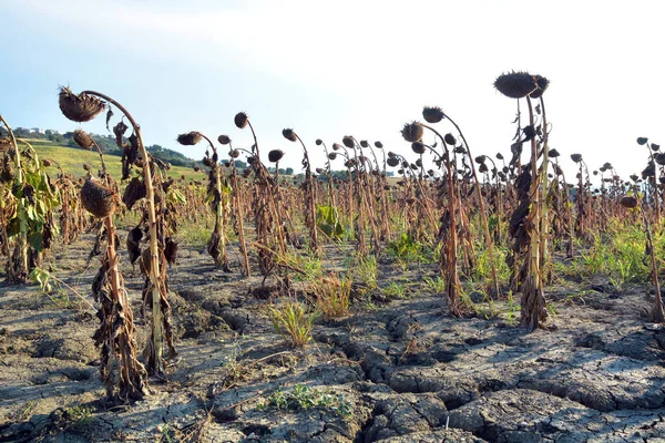 Campo Cultivo Girasoles Secos Debido Sequía — Foto de Stock