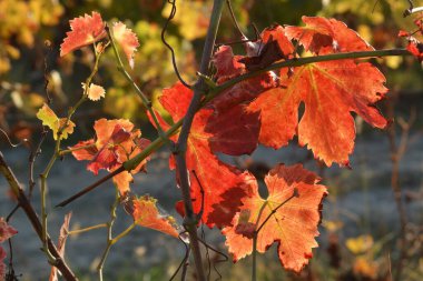 Sonbahar mevsiminde renkli üzüm yaprakları.