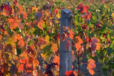 Sonbahar mevsiminde renkli üzüm yaprakları.