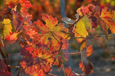 Sonbahar mevsiminde renkli üzüm yaprakları.