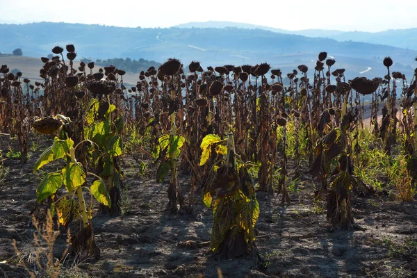 Campo Cultivo Girasoles Secos Debido Sequía — Foto de Stock