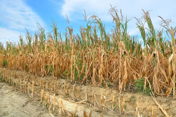 Сухие Кукурузные Поля Засухи — стоковое фото