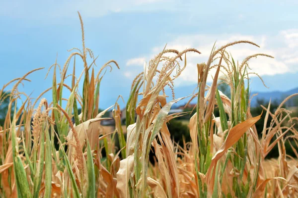 Сухие Кукурузные Поля Засухи — стоковое фото