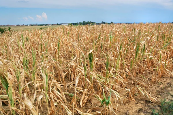 Dry Corn Fields Due Drought — Foto de Stock