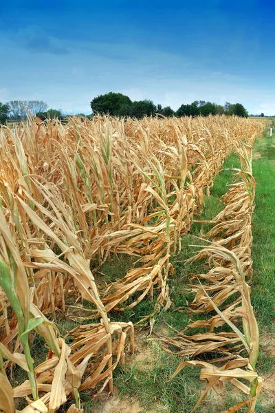 Dry Corn Fields Due Drought — Foto de Stock