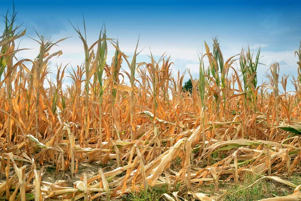 Dry Corn Fields Due Drought — Foto de Stock