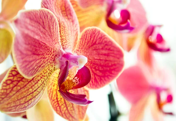 Orchidej — Stock fotografie