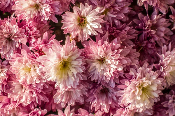 Abstract Background Small Pink White Chrysanthemum Flowers — Stock Photo, Image