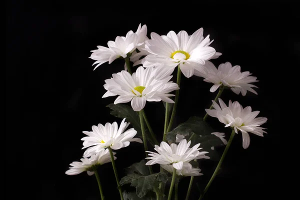 黒い背景に白いカモミールLevcantemellaの大きな花 — ストック写真