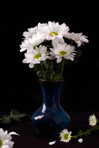 Luxurious Bouquet Large White Levcantemella Daisies Blue Vase Dark Wooden — Stock Photo, Image