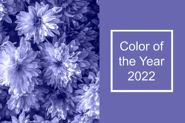Цвет 2022 Года Пери Абстрактный Фон Цветов Хризантемы — стоковое фото