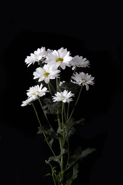 Large Flowers White Chamomile Levcantemella Dark Background — Stock Photo, Image