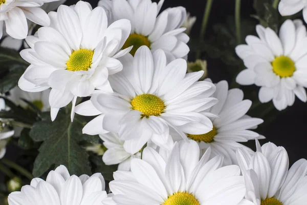 Primi Piani Fiori Autunno Levcantemella Camomilla — Foto Stock