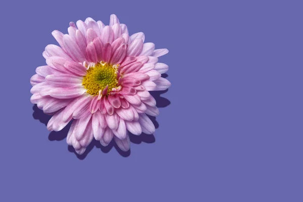 Lilac Chrysanthemum Bud Violet Background Hard Shadow Copy Space Flower — Stock Photo, Image