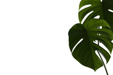 Beyaz arka planda izole edilmiş yeşil yapraklı bir canavar.