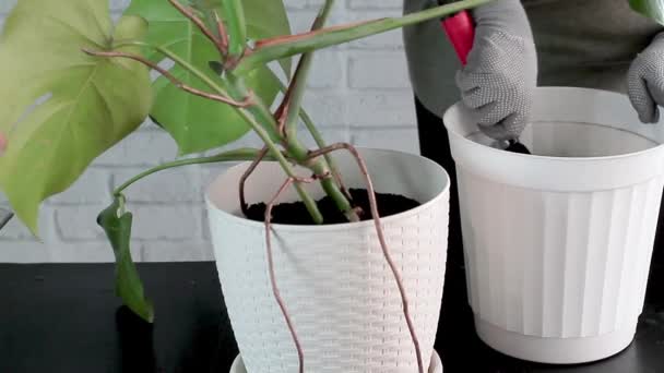 Een Vrouw Vult Grond Een Bloempot Met Een Monstera Deliciosa — Stockvideo