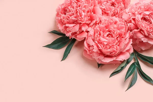 Composition with delicate peony flowers on a pastel pink background. Greetind card mockup.
