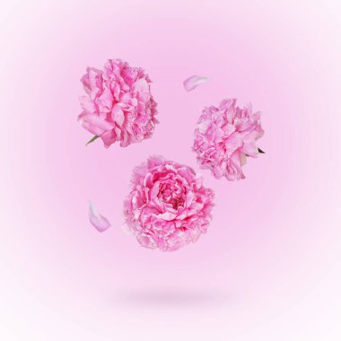 Açık pembe pastel arka planda uçan güzel pembe şakayıklar çiçekler ve taç yaprakları. Yaratıcı çiçek doğası bahar düzeni. Bahar çiçeği arkaplanı.