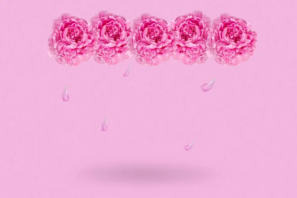 Lindas Flores Peônias Rosa Voadoras Pétalas Fundo Pastel Rosa Claro — Fotografia de Stock
