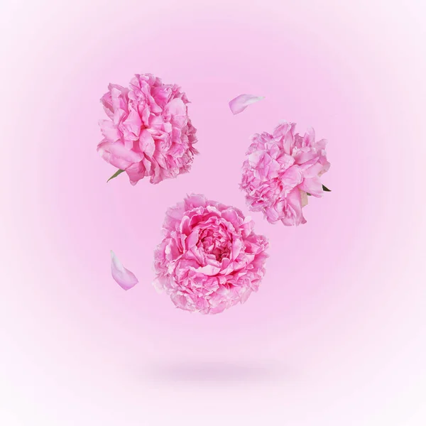 Krásné Létající Růžové Pivoňky Květiny Okvětní Lístky Světle Růžové Pastelové — Stock fotografie