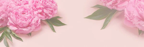 Banner with pink delicate peonies. Romantic background with copyspace