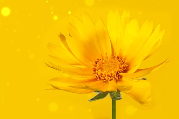 Delicate Yellow Summer Corepsis Flower Yellow Background Bokeh — Stock Photo, Image
